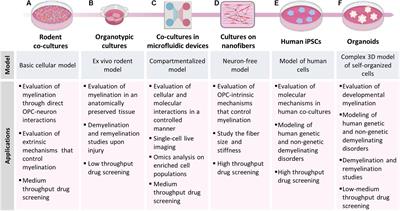 Novel in vitro Experimental Approaches to Study Myelination and Remyelination in the Central Nervous System